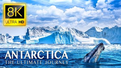 ANTARCTICA-The-Ultimate-Journey-in-8K-ULTRA-HD