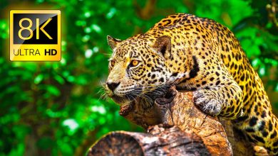Ultimate-Wild-Animals-Collection-in-8K-ULTRA-HD-8K-TV